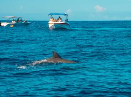 Dolphin spotting, Mauritius