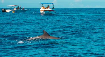 Dolphin spotting, Mauritius