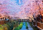 Luxury South Korea