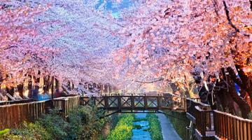 Cherry blossom, Busan