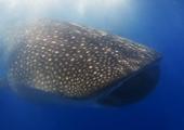 Swim with whale sharks