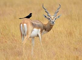 Blackbuck at Velavadar National Park, Bamboo Travel