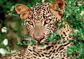 Come face to face with a Sri Lankan Leopard