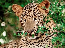 Leopard, Yala National Park