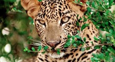 Leopard, Yala National Park