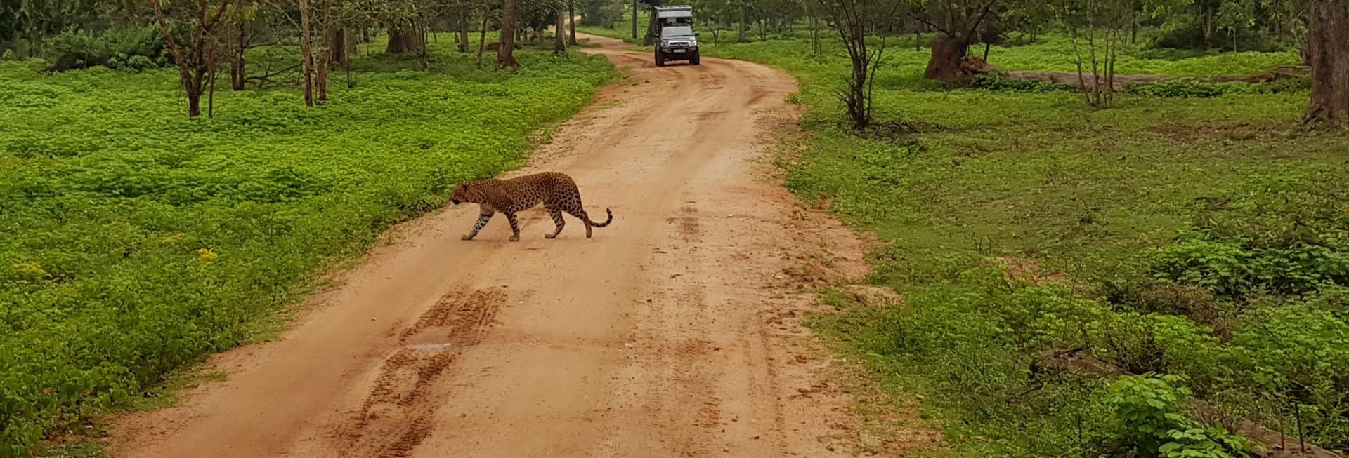 Leopard, Sri Lanka