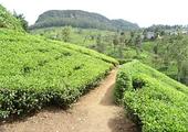 A Sri Lankan Tea Experience