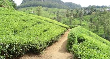 Tea Plantations, Sri Lanka