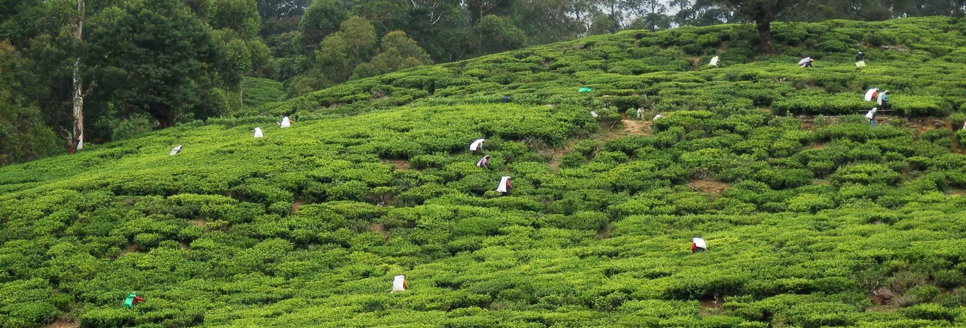 Tea pickers, Sri Lanka
