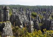 Marvel at the Stone Forest