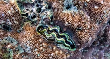 Giant clam, Thailand