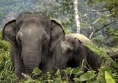 Phuket Elephant Sanctuary