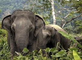 Phuket Elephant Sanctuary