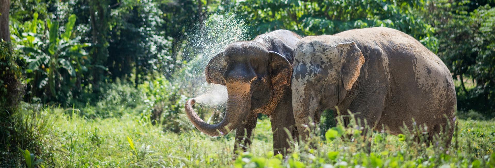 Phuket Elephant Sanctuary