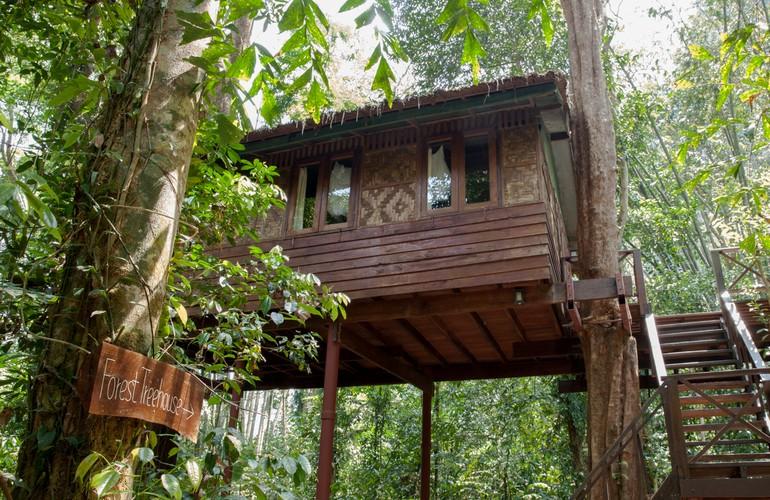Forest, Our Jungle House
