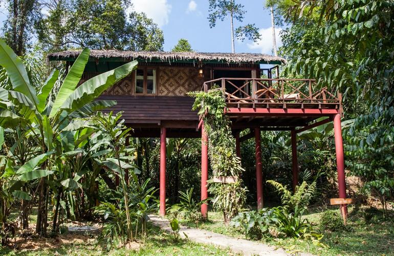 Liana, Our Jungle House