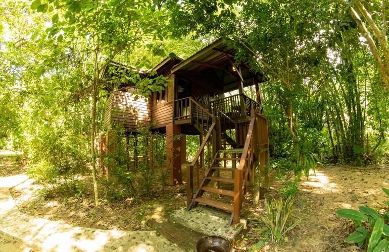 Mango, Our Jungle House