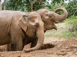 Samui Elephant Sanctuary, Koh Samui