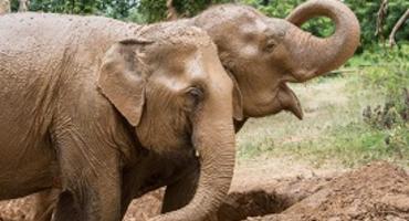 Samui Elephant Sanctuary, Koh Samui