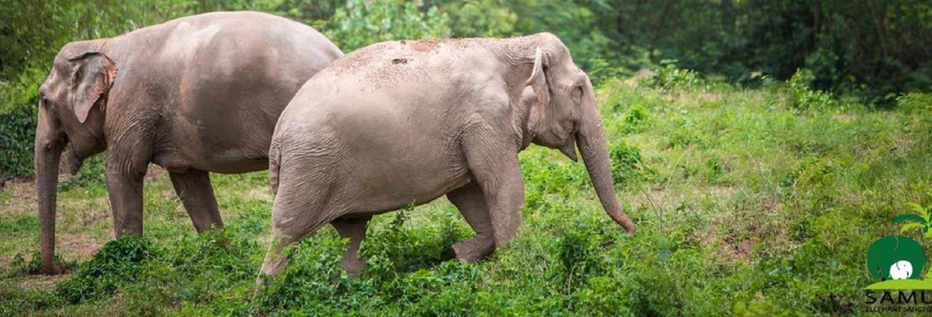 Samui Elephant Sanctuary, Koh Samui