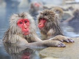 Snow Monkeys in Japan