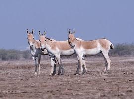 Wild Ass in Gujarat, Bamboo Travel