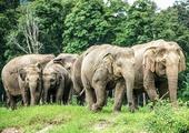 Elephant Nature Park