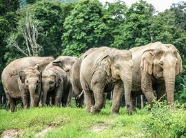 Elephant Nature Park, Chiang Mai