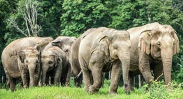 Elephant Nature Park, Chiang Mai