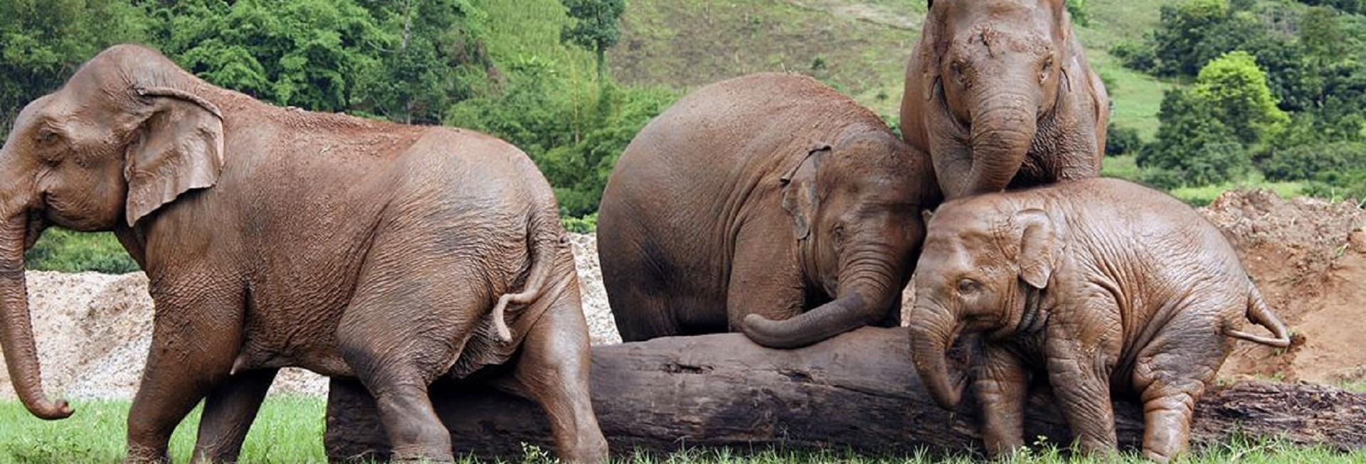 Elephant Nature Park, Chiang Mai