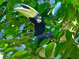 Hornbill, Borneo