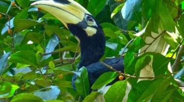 Hornbill, Borneo