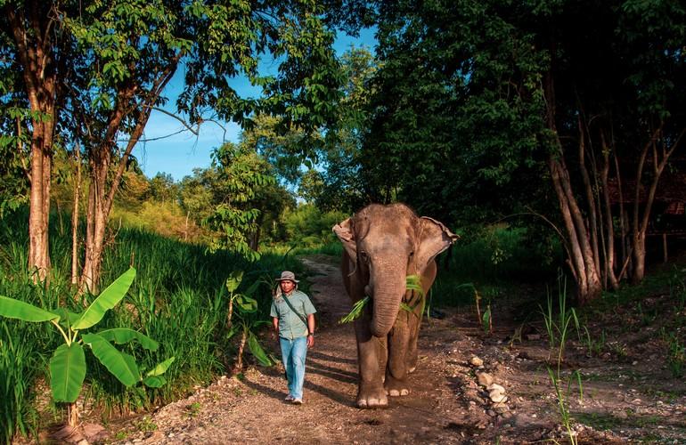 Elephant walking, The Bush Camp