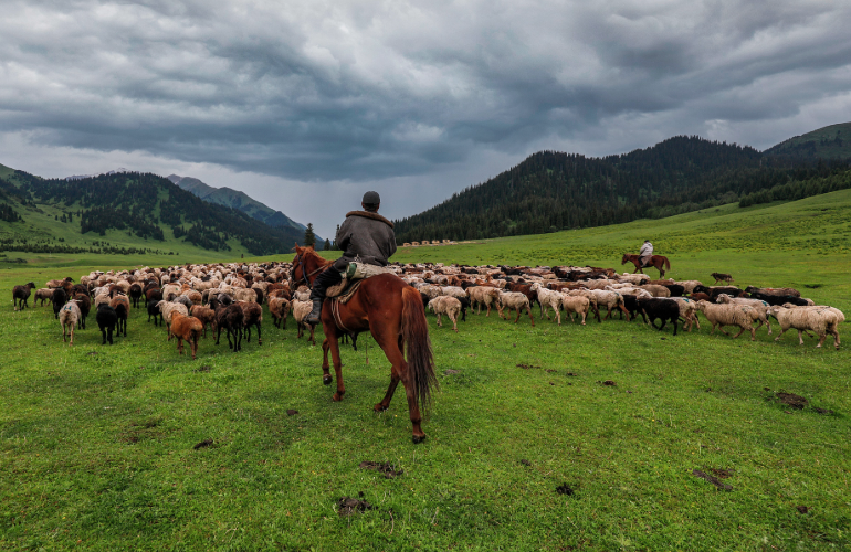 Karkara Pasture with Horses
