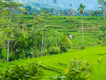 Rice Terraces