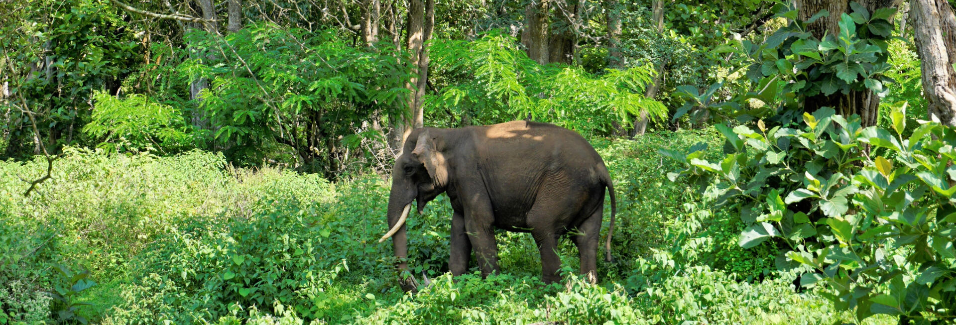 Bandipur National Park, Karnataka