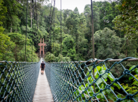 Temburong Canopy Walk